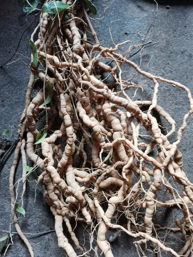 新鲜巴戟天