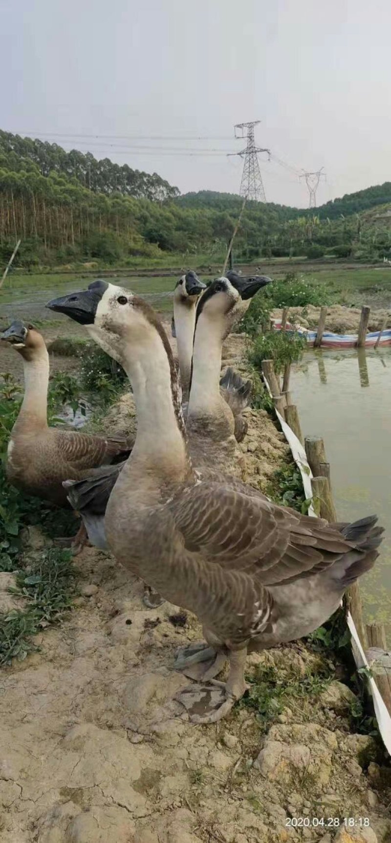 鹅苗，合浦纯种狮头鹅苗，质量保证，包打好疫苗