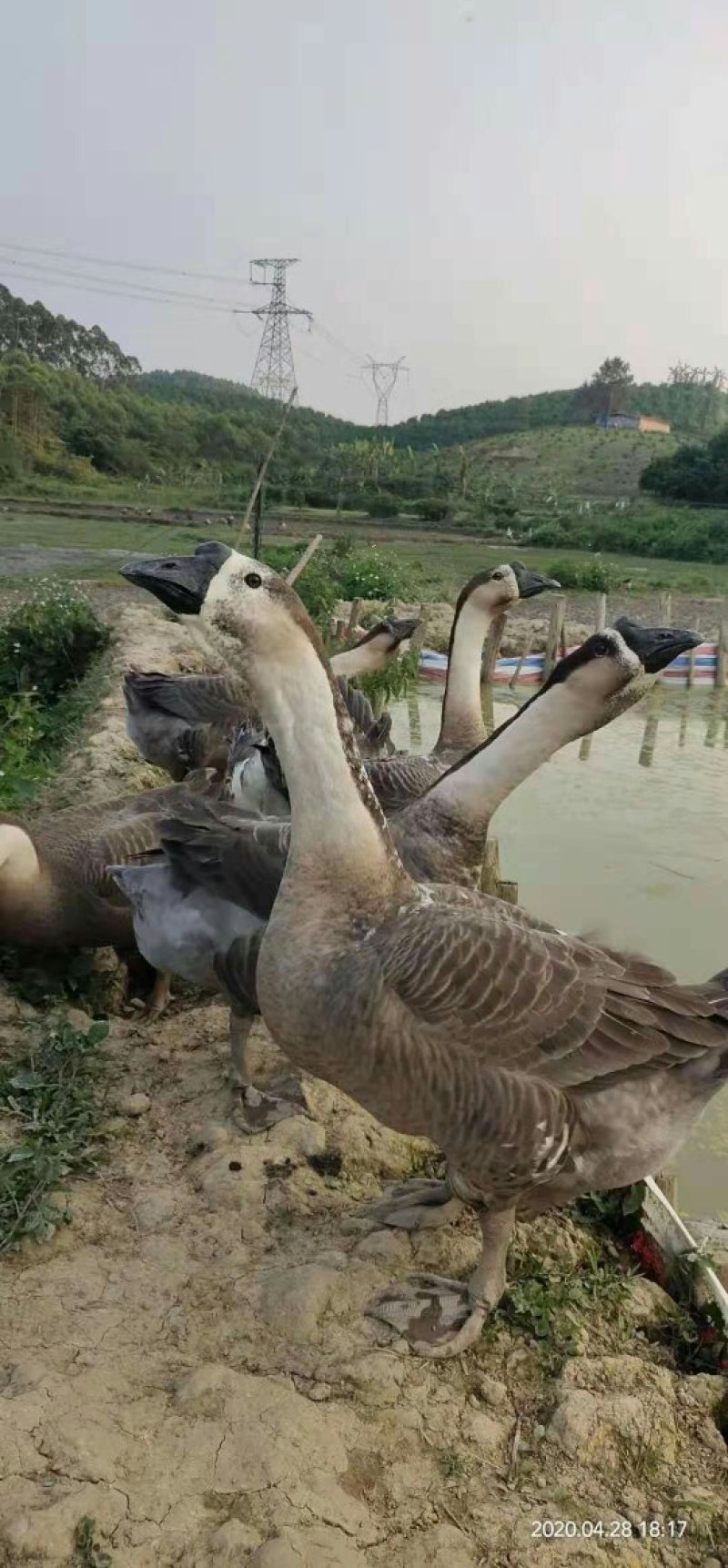 鹅苗，合浦纯种狮头鹅苗，质量保证，包打好疫苗