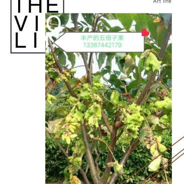 专业优质向全国供应盐肤木