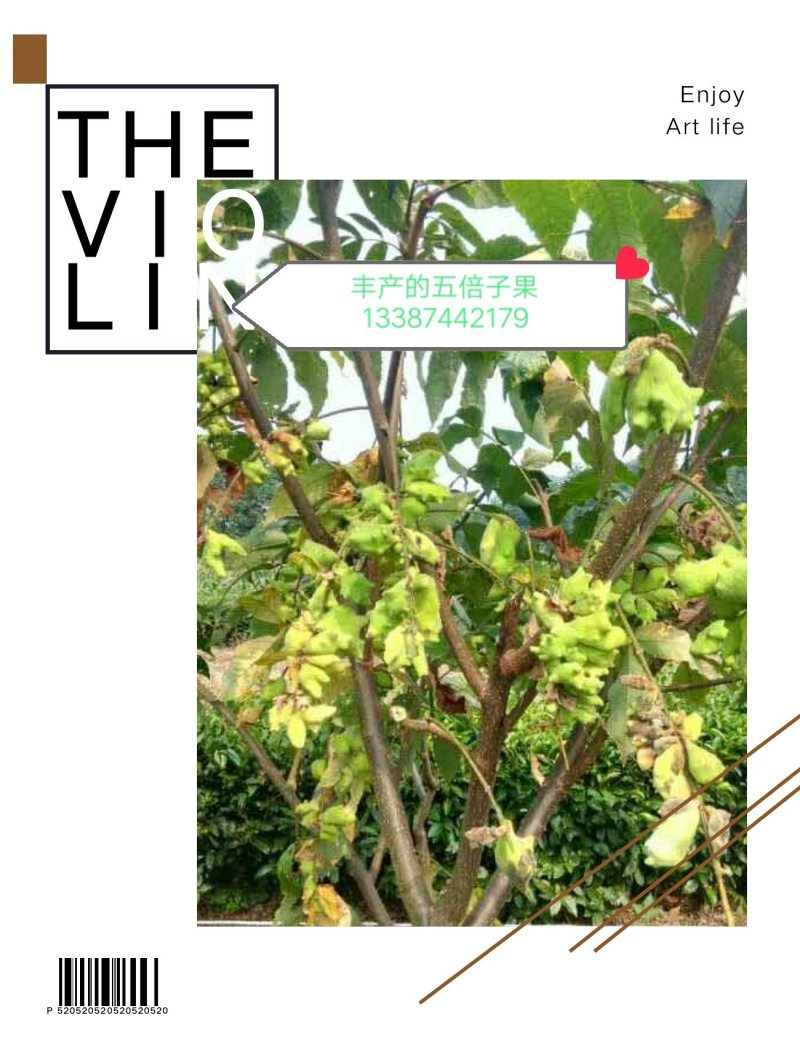 专业优质向全国供应盐肤木