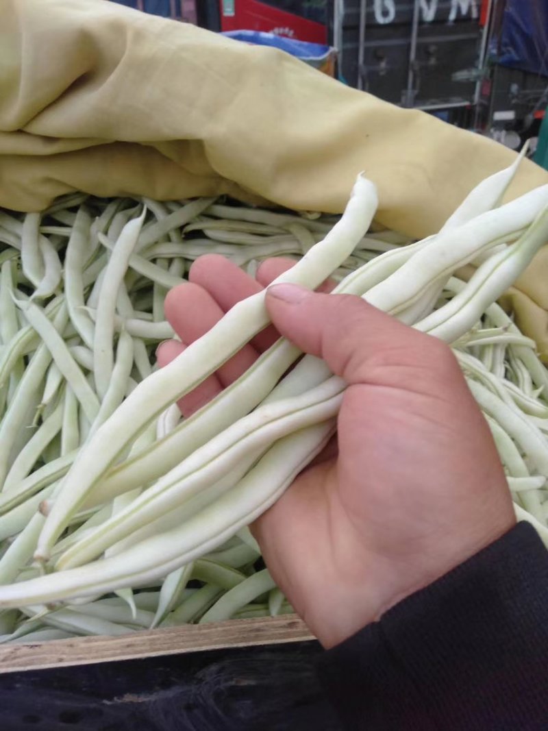 精品白不老，大量上市，产地直发，质量有保证，现货现发