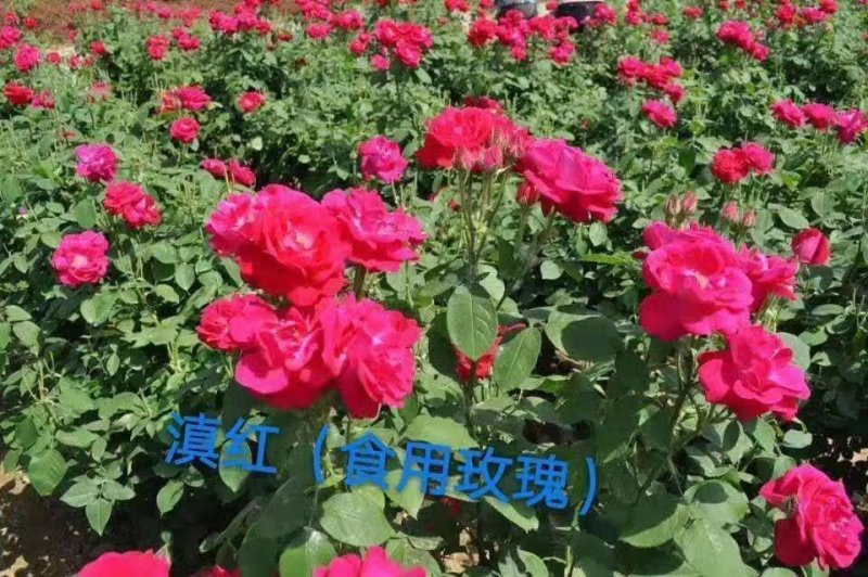 多头玫瑰花品种齐全昆明基地发货一手货源代发可对接全国市场