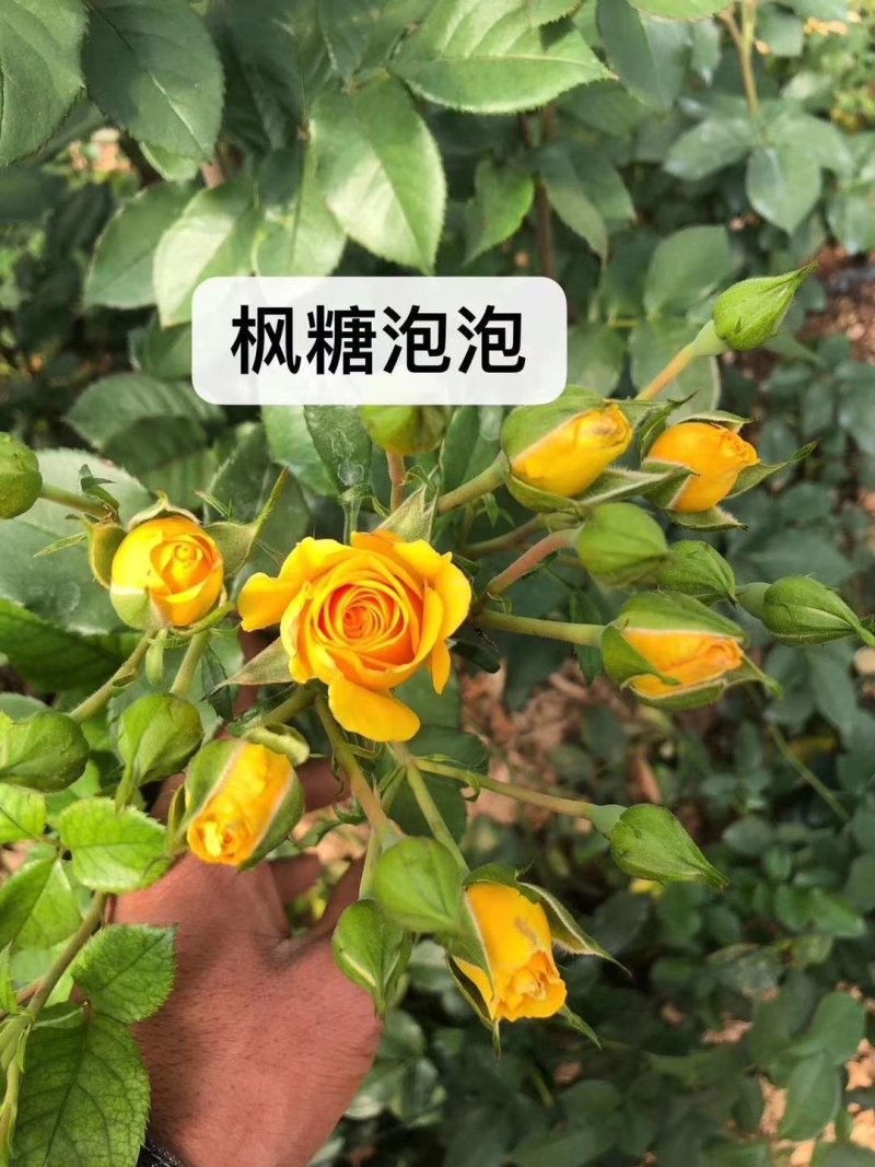 多头玫瑰花品种齐全昆明基地发货一手货源代发可对接全国市场