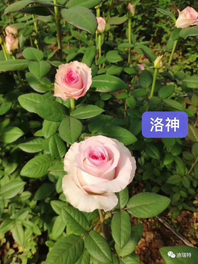 多头玫瑰花品种齐全昆明基地发货一手货源代发可对接全国市场