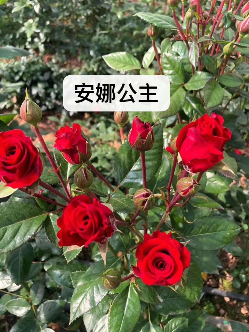 多头玫瑰花品种齐全昆明基地发货一手货源代发可对接全国市场