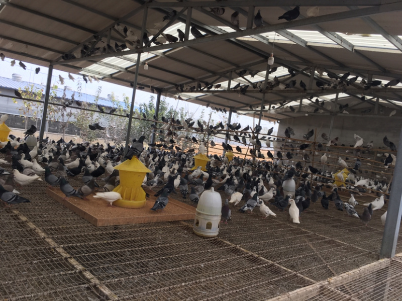 江苏沭阳陇集大型养殖场，全年供应种鸽，乳鸽，鸽子蛋