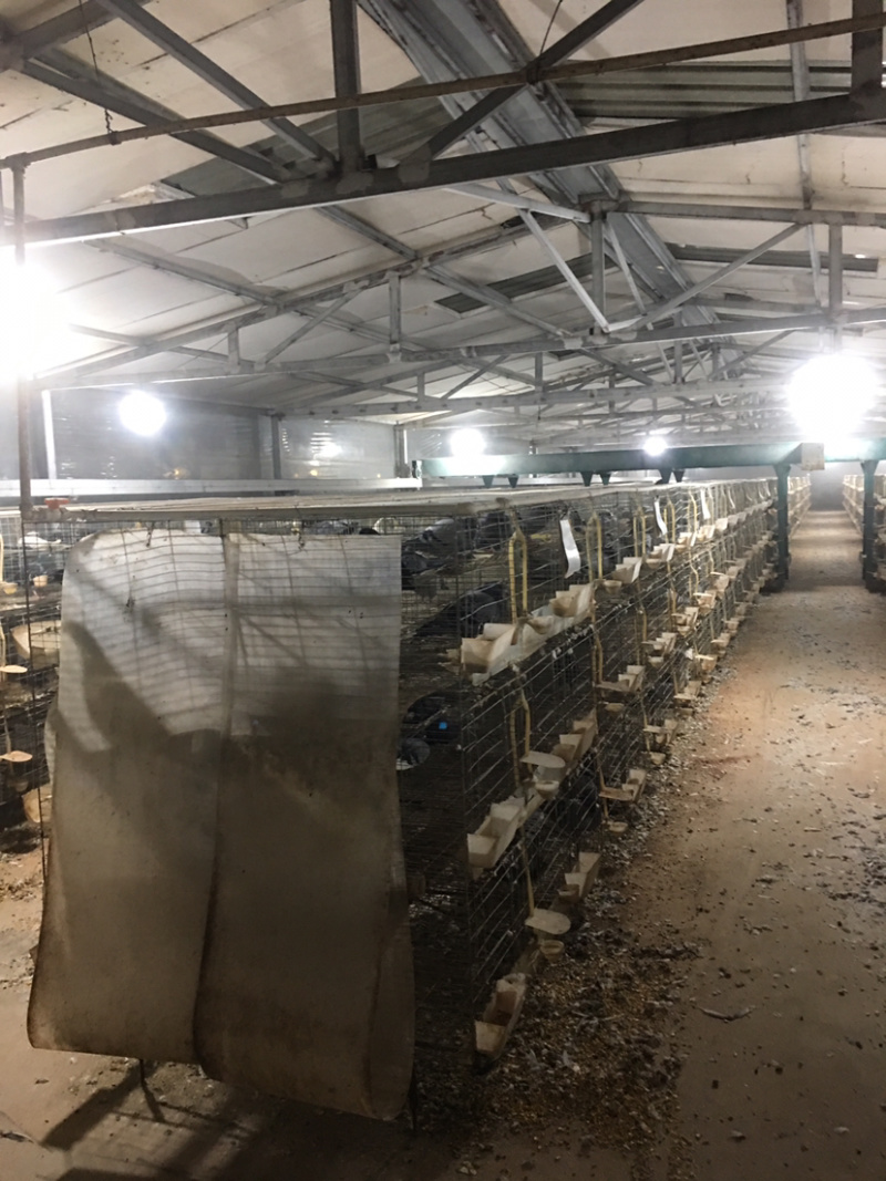 江苏沭阳陇集大型养殖场，全年供应种鸽，乳鸽，鸽子蛋