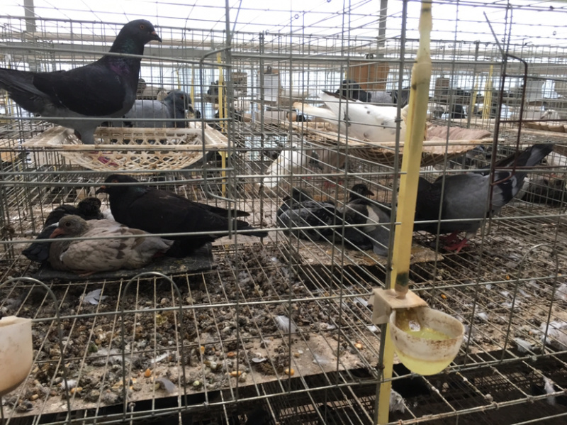 江苏沭阳陇集大型养殖场，全年供应种鸽，乳鸽，鸽子蛋