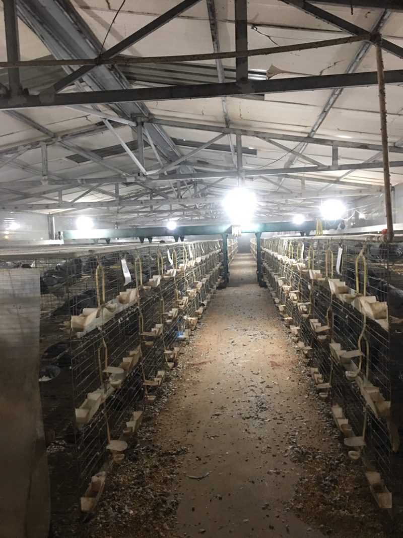 江苏沭阳陇集大型养殖场，全年供应种鸽，乳鸽，鸽子蛋
