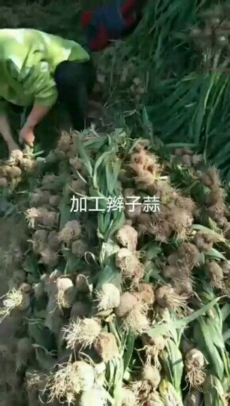 临清辫子蒜
