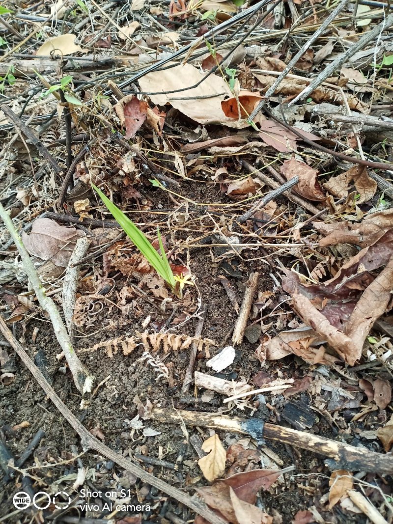 小叶子仙茅苗，雨即将到来，欢迎各位老板前来订购，谢谢