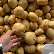 【热销款】襄阳新土豆上市中薯5号可供电商超市