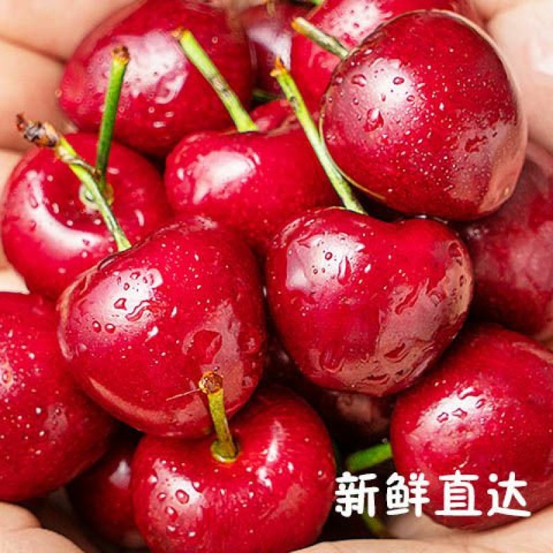 2020年美早大红樱桃成熟了现采摘现发新鲜水果