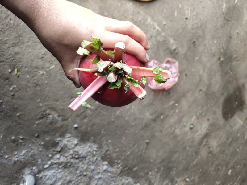 有好货产地直销红皮萝卜上市质量好大量供应