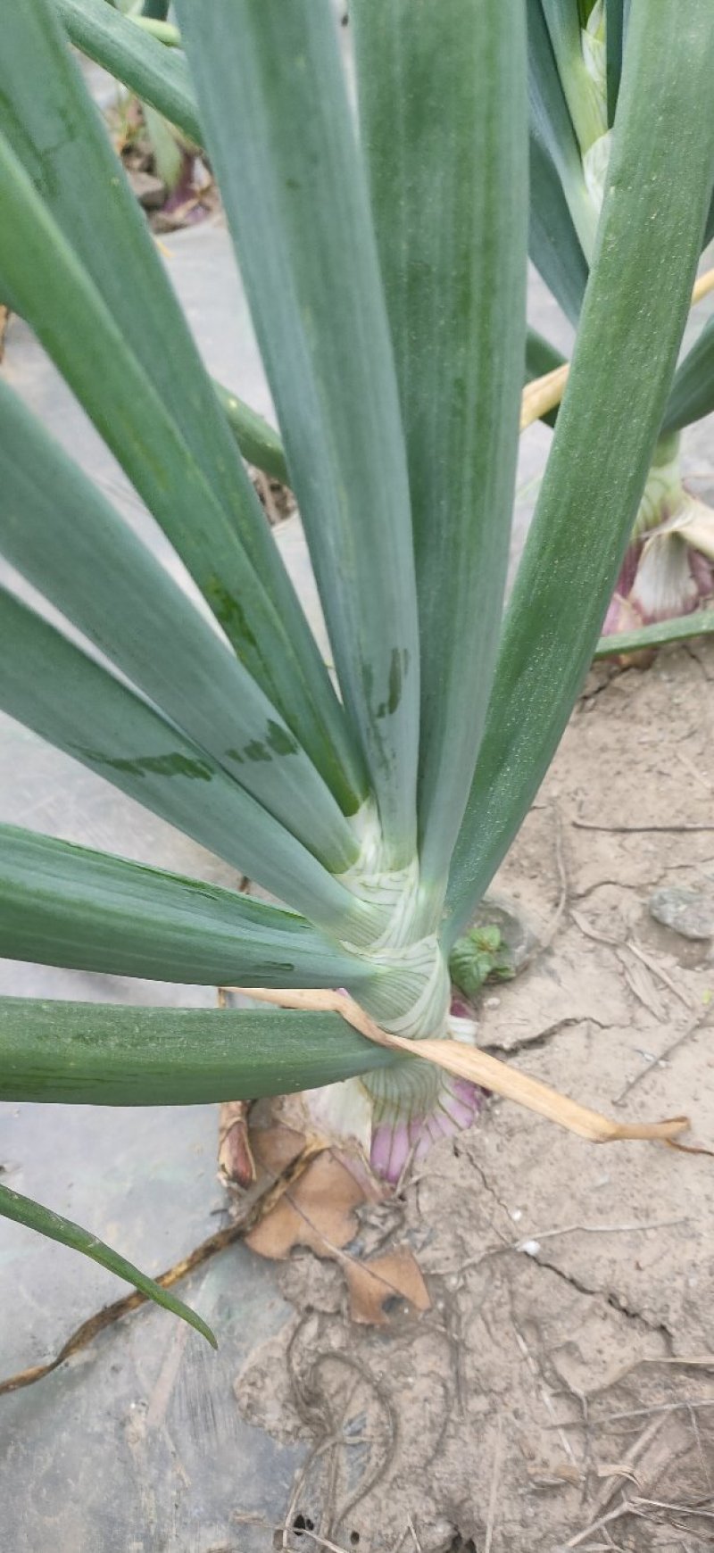 《红皮洋葱》6-7公分江苏洋葱产地直供量大从优