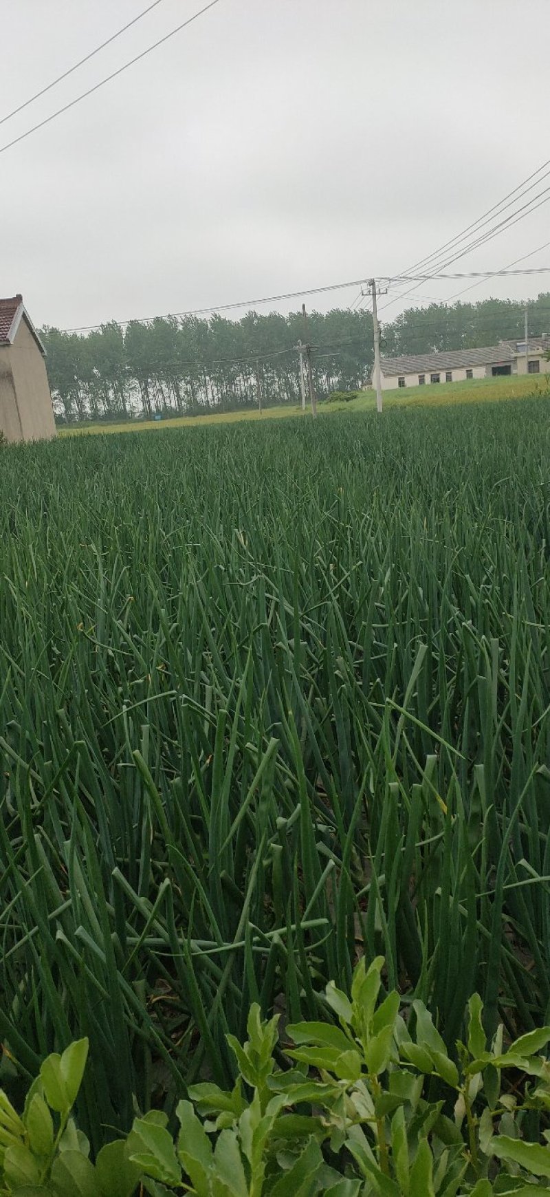 《红皮洋葱》6-7公分江苏洋葱产地直供量大从优