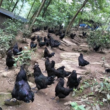 云南盐津乌骨鸡，生态养殖，散养。