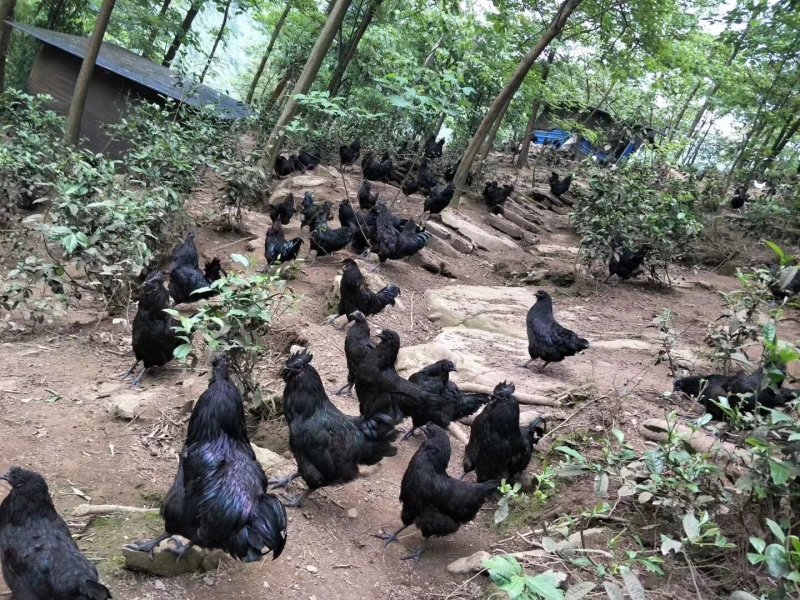 云南盐津乌骨鸡，生态养殖，散养。