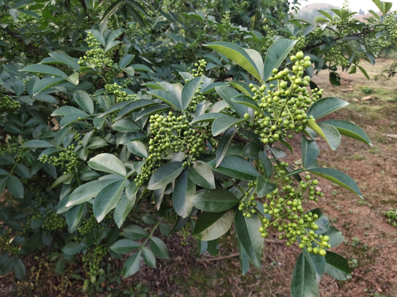 正宗重庆九叶青花椒产地直销
