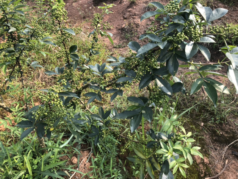 正宗重庆九叶青花椒产地直销