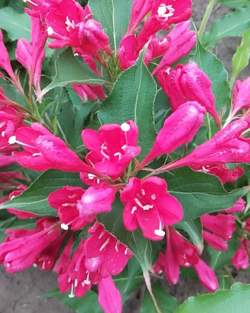 红王子锦带丛生单珠齐全开花鲜艳花期很长布满枝头