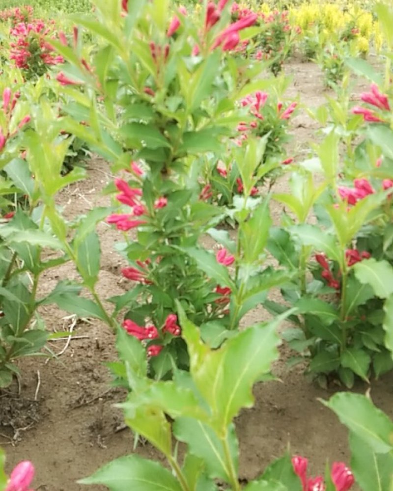红王子锦带丛生单珠齐全开花鲜艳花期很长布满枝头