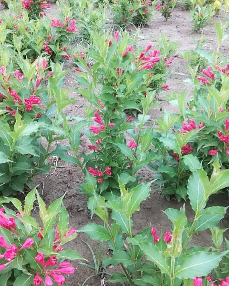 红王子锦带丛生单珠齐全开花鲜艳花期很长布满枝头