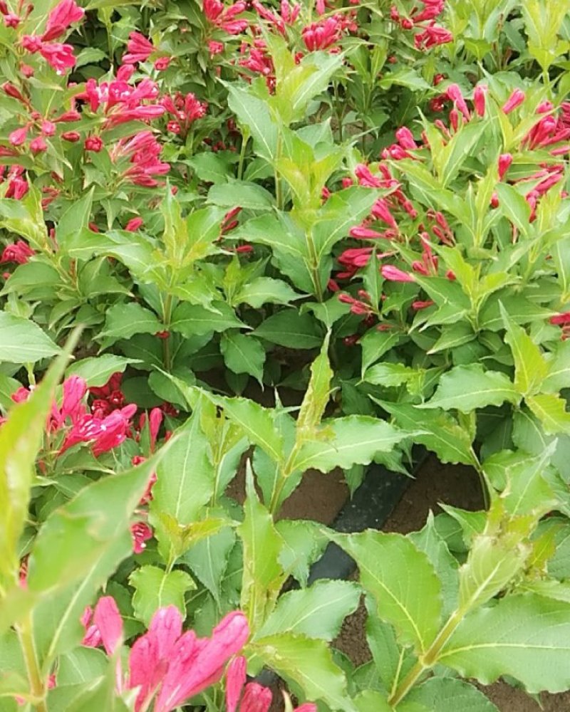 红王子锦带丛生单珠齐全开花鲜艳花期很长布满枝头