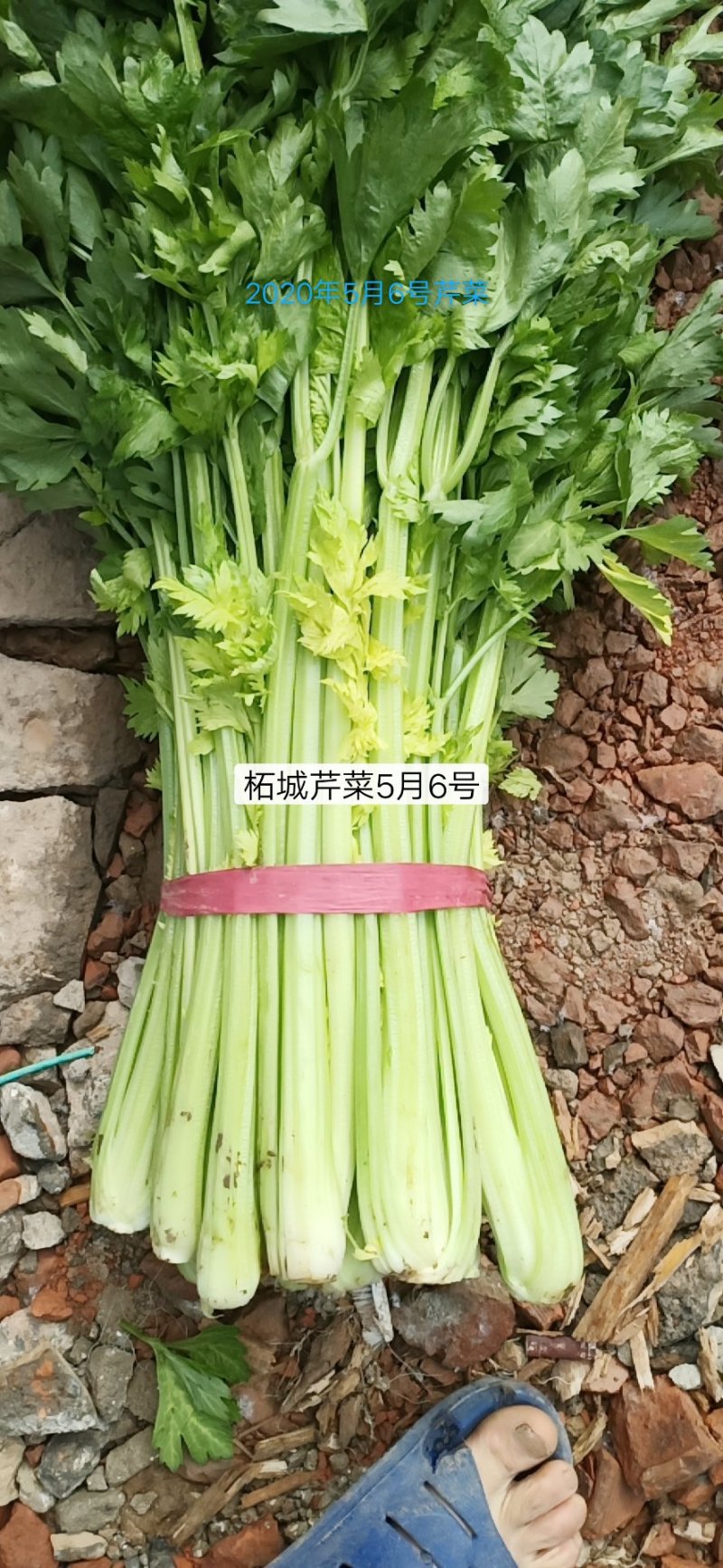 芹菜新鲜上市产地直发直销没有中间差价欢迎选购