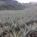 菠萝苗无眼菠萝苗金钻17号凤梨苗甜蜜蜜凤梨苗