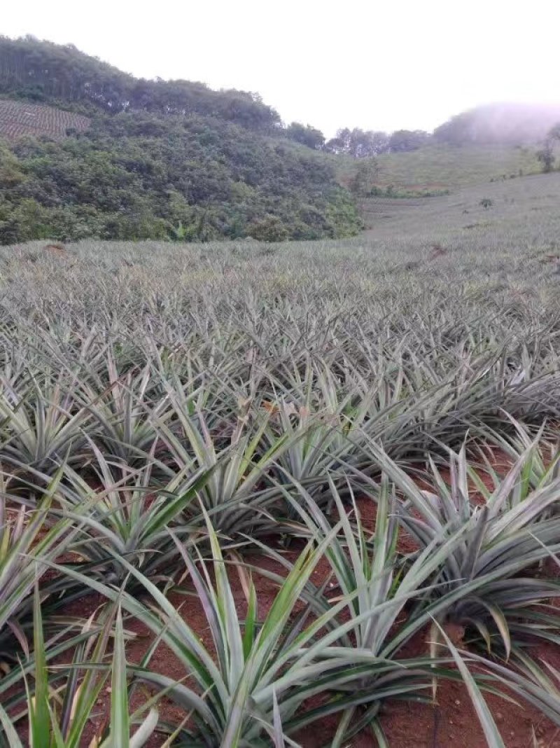 菠萝苗无眼菠萝苗金钻17号凤梨苗甜蜜蜜凤梨苗
