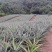 菠萝苗无眼菠萝苗金钻17号凤梨苗甜蜜蜜凤梨苗