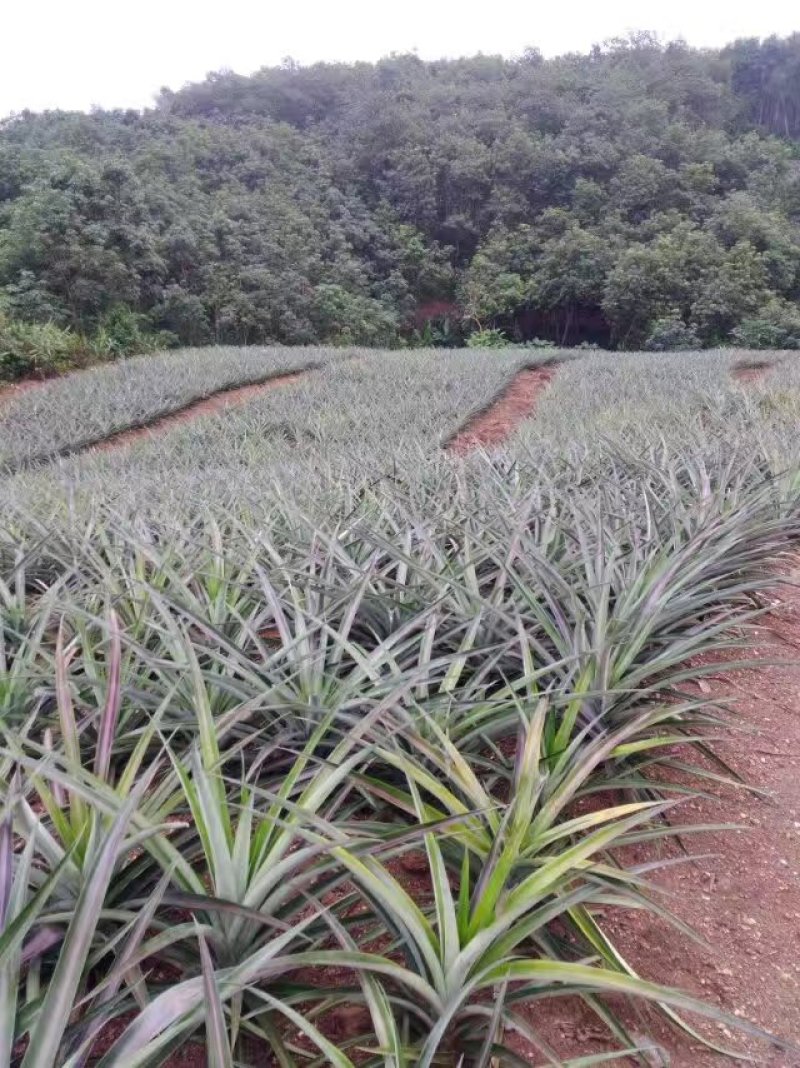 菠萝苗无眼菠萝苗金钻17号凤梨苗甜蜜蜜凤梨苗