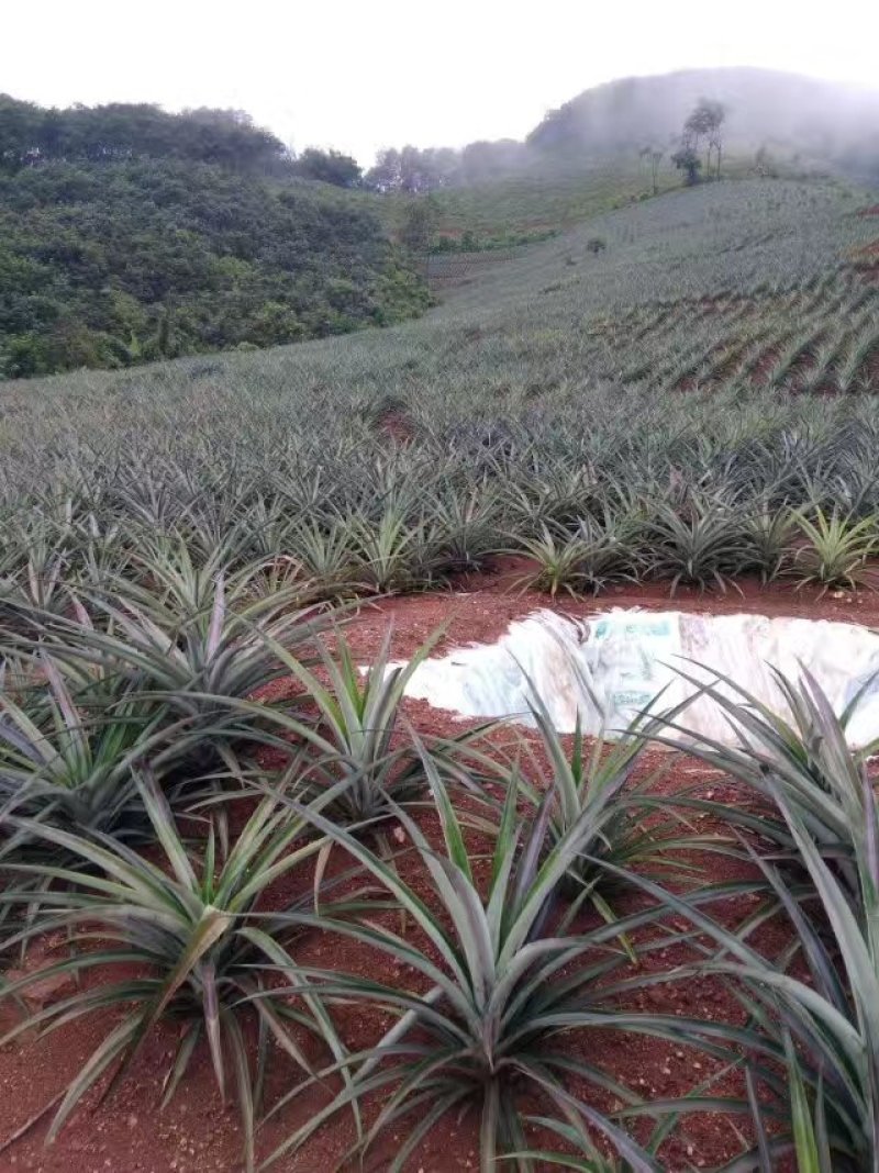 菠萝苗无眼菠萝苗金钻17号凤梨苗甜蜜蜜凤梨苗