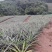菠萝苗无眼菠萝苗金钻17号凤梨苗甜蜜蜜凤梨苗
