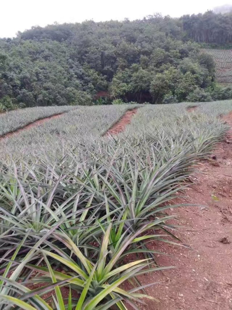 菠萝苗无眼菠萝苗金钻17号凤梨苗甜蜜蜜凤梨苗