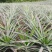 菠萝苗无眼菠萝苗金钻17号凤梨苗甜蜜蜜凤梨苗