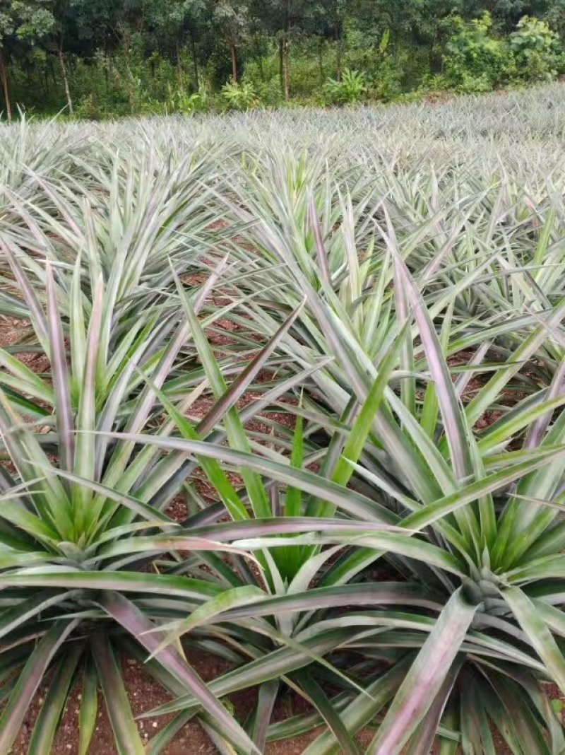 菠萝苗无眼菠萝苗金钻17号凤梨苗甜蜜蜜凤梨苗