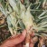 菠萝苗无眼菠萝苗金钻17号凤梨苗甜蜜蜜凤梨苗