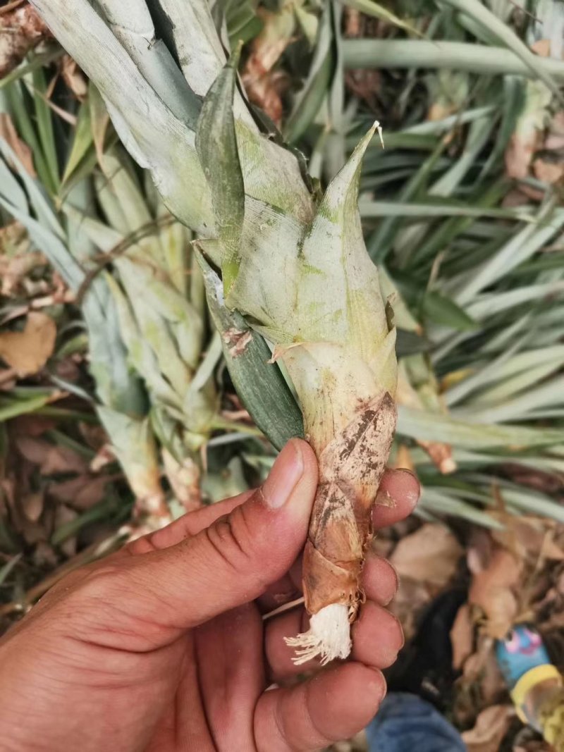 菠萝苗无眼菠萝苗金钻17号凤梨苗甜蜜蜜凤梨苗
