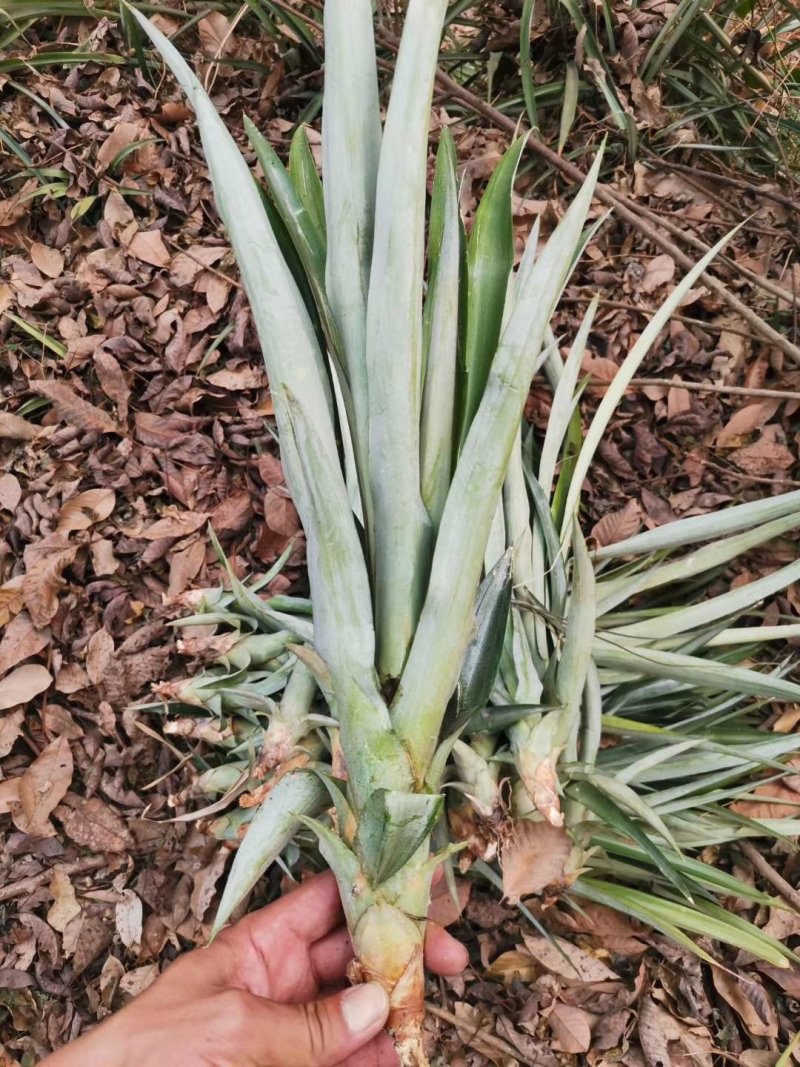 菠萝苗无眼菠萝苗金钻17号凤梨苗甜蜜蜜凤梨苗