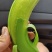 香蕉