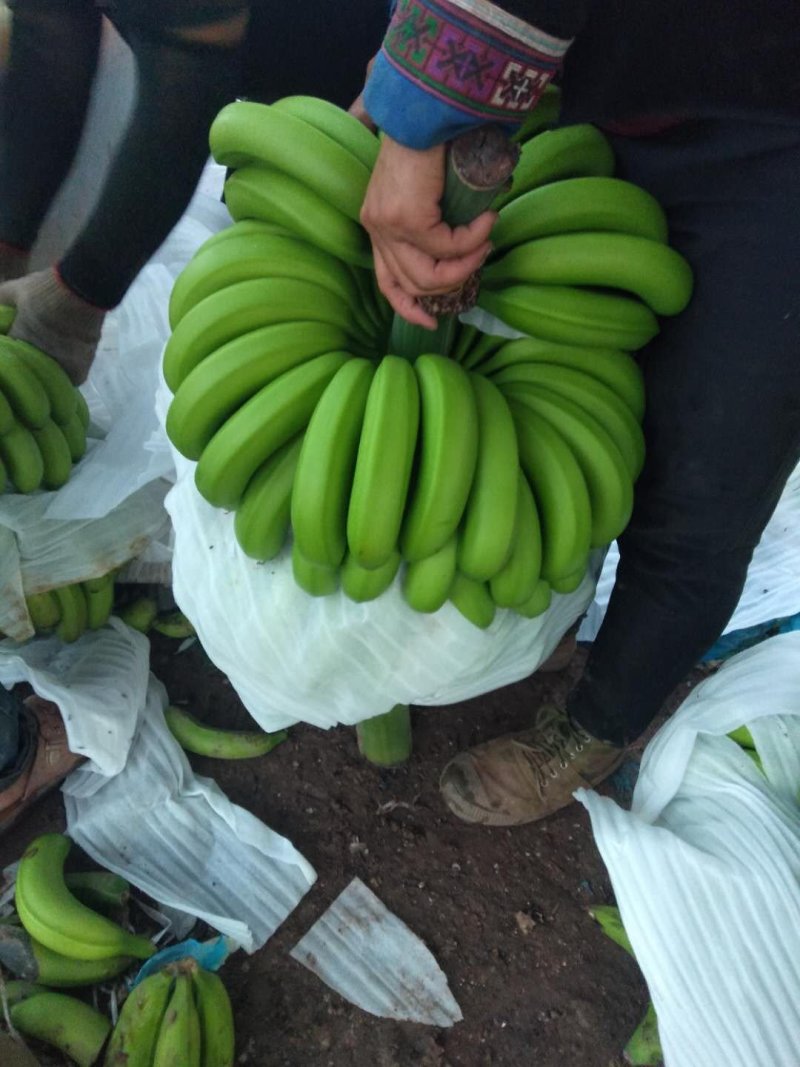 香蕉
