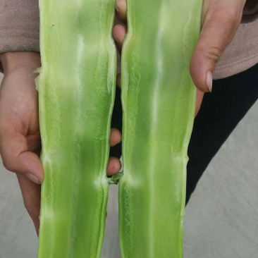 青皮红叶莴笋大量上市品质保证一手货源量大从优