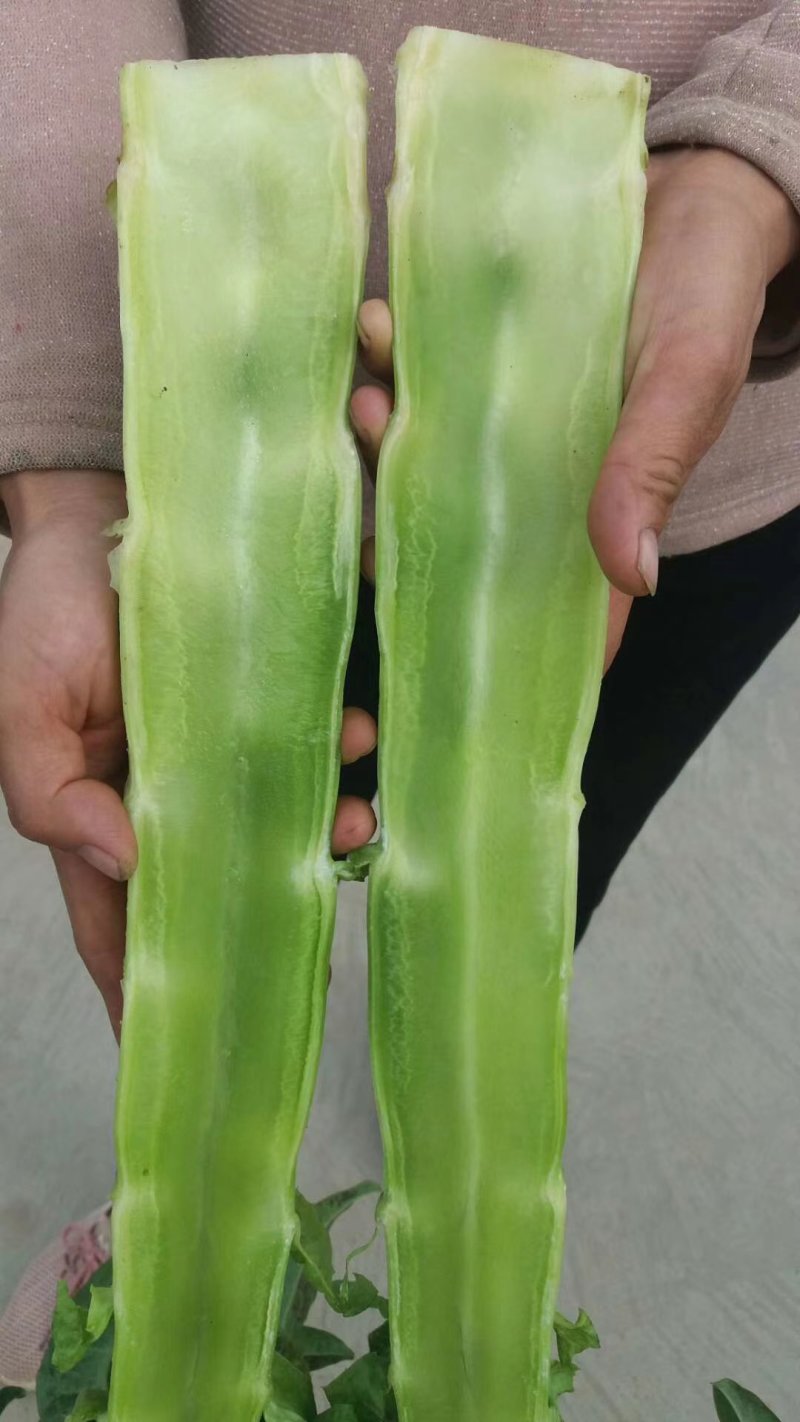 青皮红叶莴笋大量上市品质保证一手货源量大从优