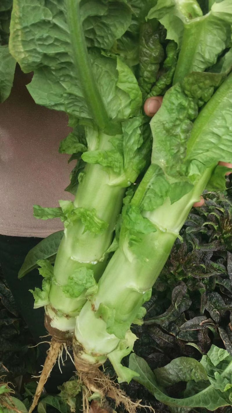 青皮红叶莴笋大量上市品质保证一手货源量大从优