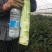 青皮红叶莴笋大量上市品质保证一手货源量大从优
