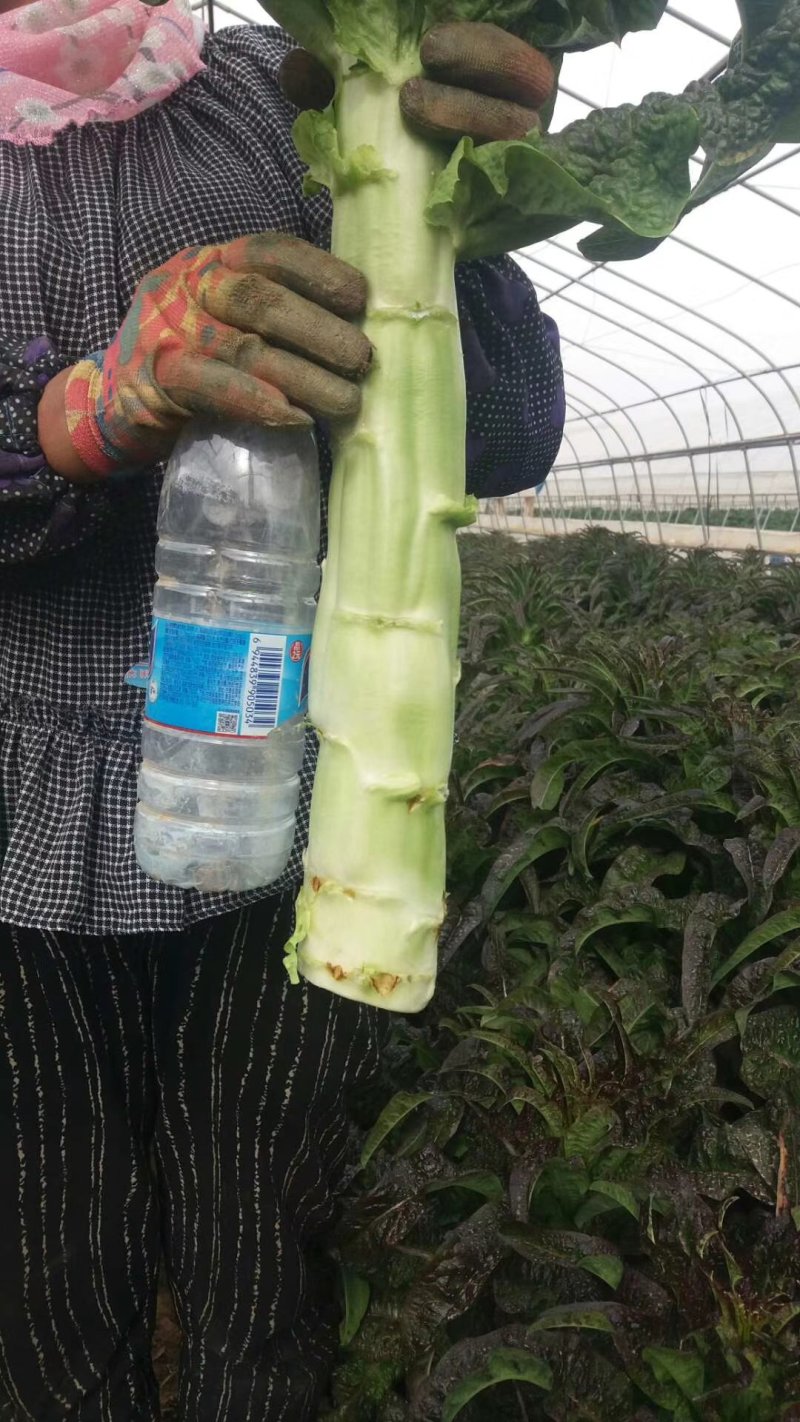 青皮红叶莴笋大量上市品质保证一手货源量大从优