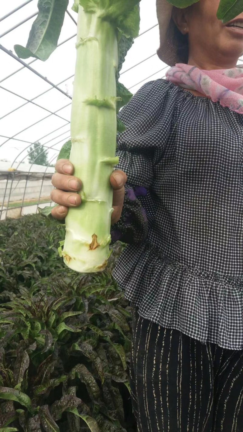 青皮红叶莴笋大量上市品质保证一手货源量大从优